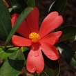 C. azalea